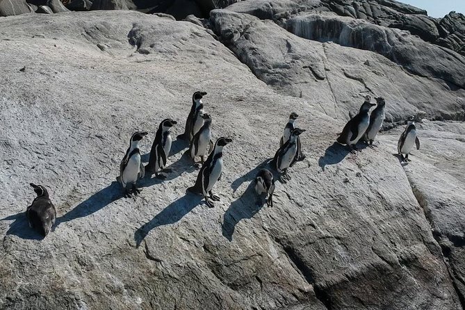 Penguin Watching Navigation Cachagua Lunch From STGO Private Tour - Who will enjoy this day most