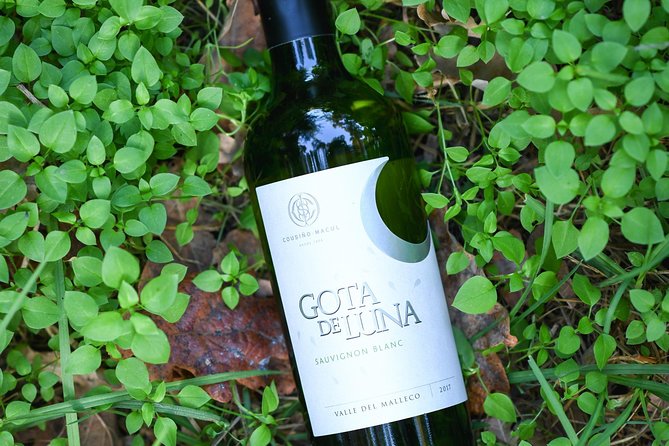 "Premium Wine Tour" Viña Cousiño Macul Official english - The three-wine premium tasting