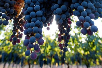 “Premium Wine Tour” Viña Cousiño Macul Official english