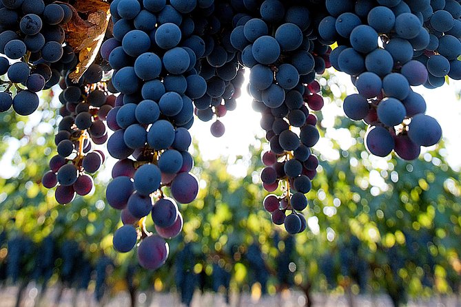 "Premium Wine Tour" Viña Cousiño Macul Official english - Touring the vines and historic cellars