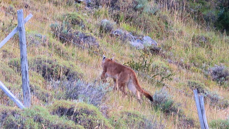 Puerto Natales: Base Torres Small Group Trekking - Guides, safety, and the value of a small group
