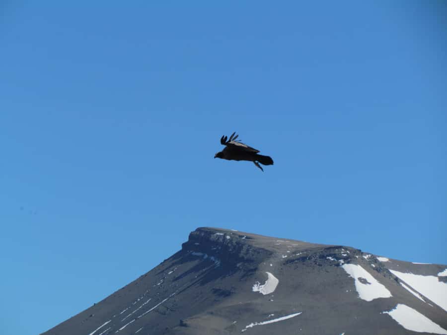 Puerto Natales: Cerro Benitez Half-Day Hike with Condors - Who should choose this hike