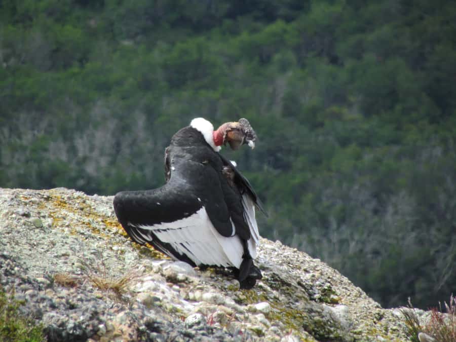 Puerto Natales: Cerro Benitez Half-Day Hike with Condors - Pickup in Puerto Natales and the ride to the trail