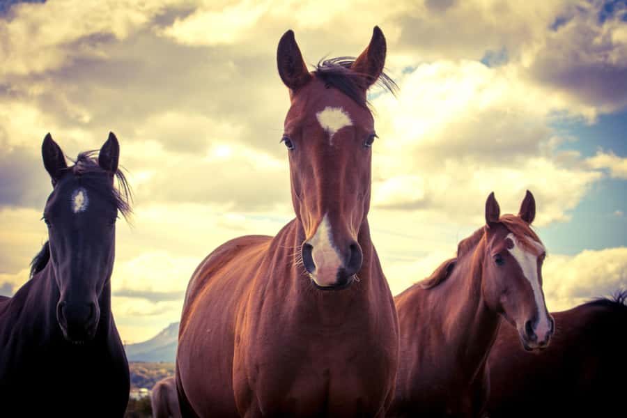 Puerto Natales: Traditional Horseback Riding Experience - Practical clothing advice for Patagonia
