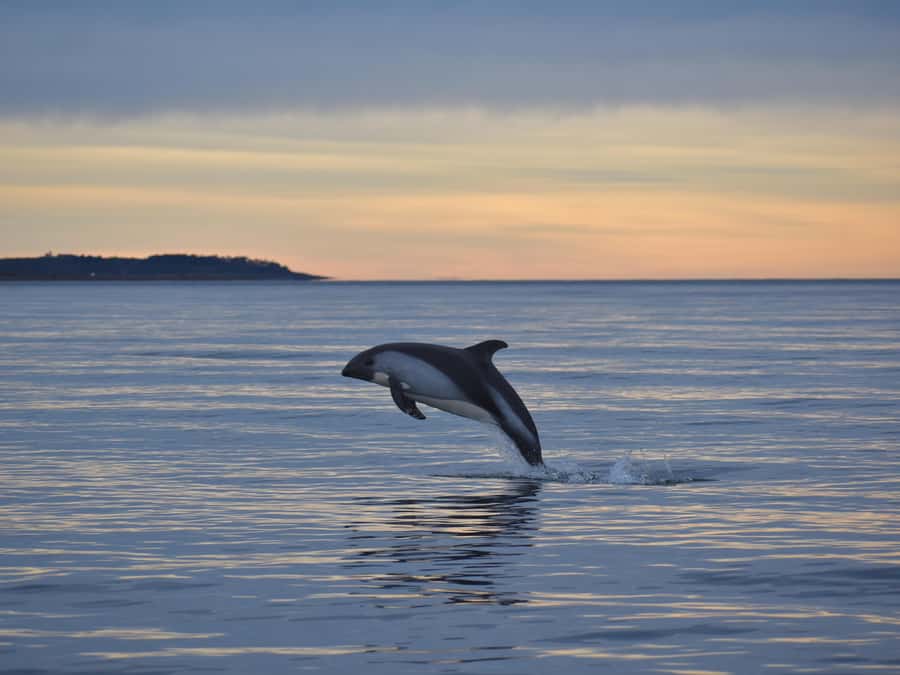 Punta Arenas: Austral Dolphin & Wildlife Watching Boat Tour - Key things to know before you book