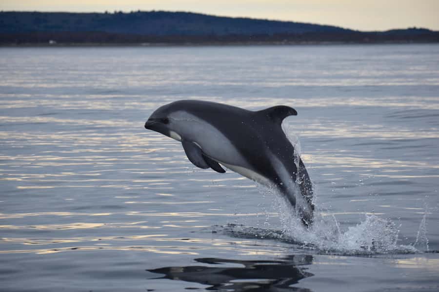 Punta Arenas: Austral Dolphin & Wildlife Watching Boat Tour - A close look at Punta Arenas dolphin watching