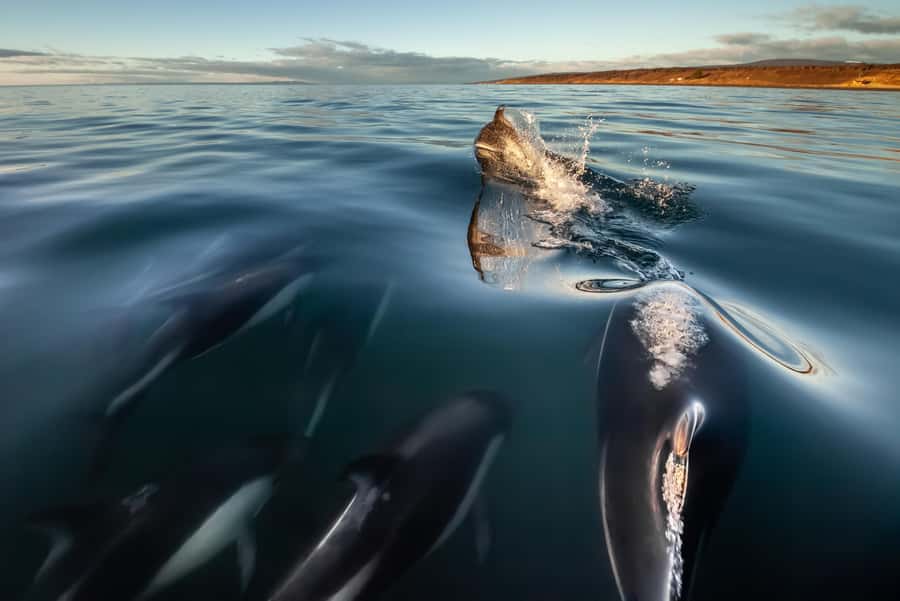 Punta Arenas: Austral Dolphin & Wildlife Watching Boat Tour - On the Zodiac in Bahía Agua Fresca