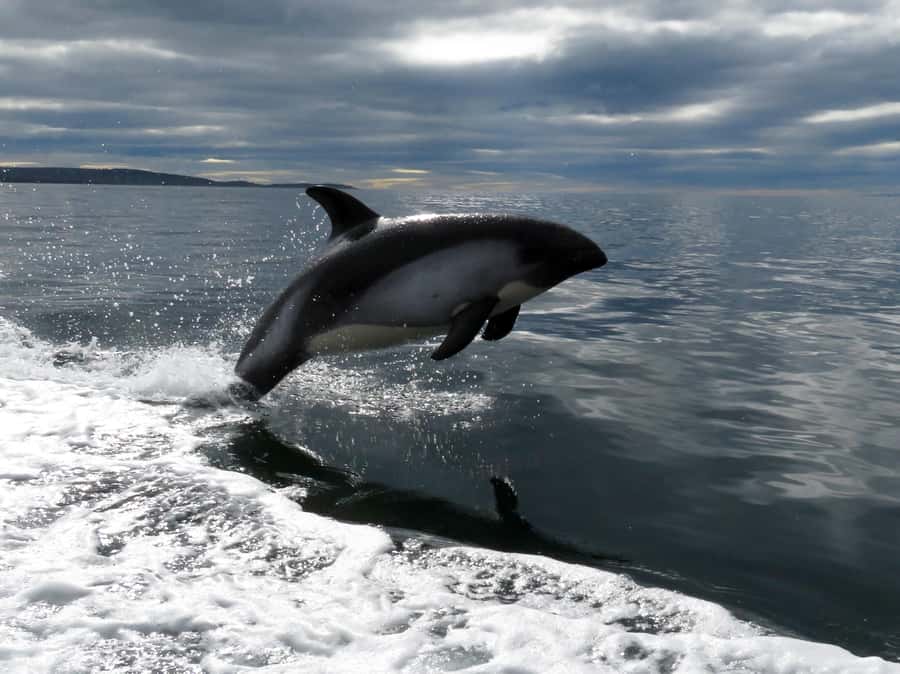 Punta Arenas: Austral Dolphin & Wildlife Watching Boat Tour - Dolphins, birds, penguins, and the lucky extra