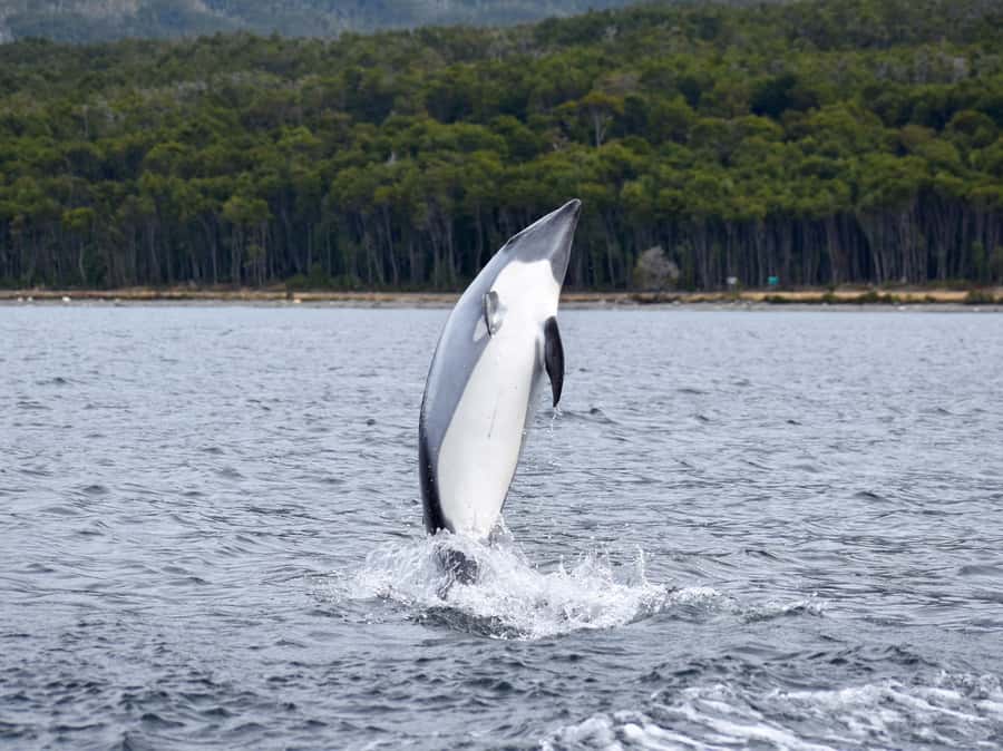 Punta Arenas: Austral Dolphin & Wildlife Watching Boat Tour - The guide, snacks, and service details
