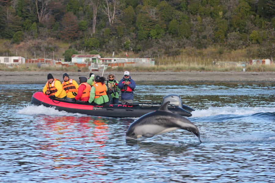Punta Arenas: Austral Dolphin & Wildlife Watching Boat Tour - Is $190 a fair price?