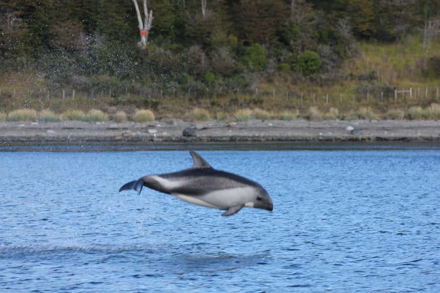 Punta Arenas: Austral Dolphin & Wildlife Watching Boat Tour - Who should book this Punta Arenas tour?