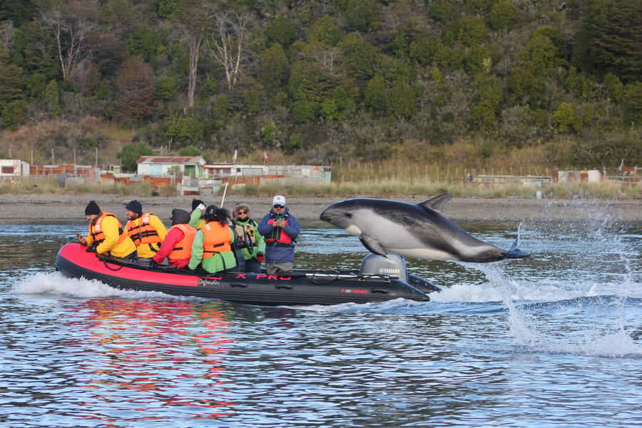 Punta Arenas: Austral Dolphin & Wildlife Watching Boat Tour - The 55-minute ride south from Punta Arenas