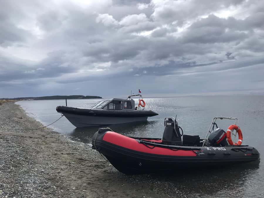 Punta Arenas: Dolphin & Wildlife Watching - A close look at the 210-minute Punta Arenas wildlife trip