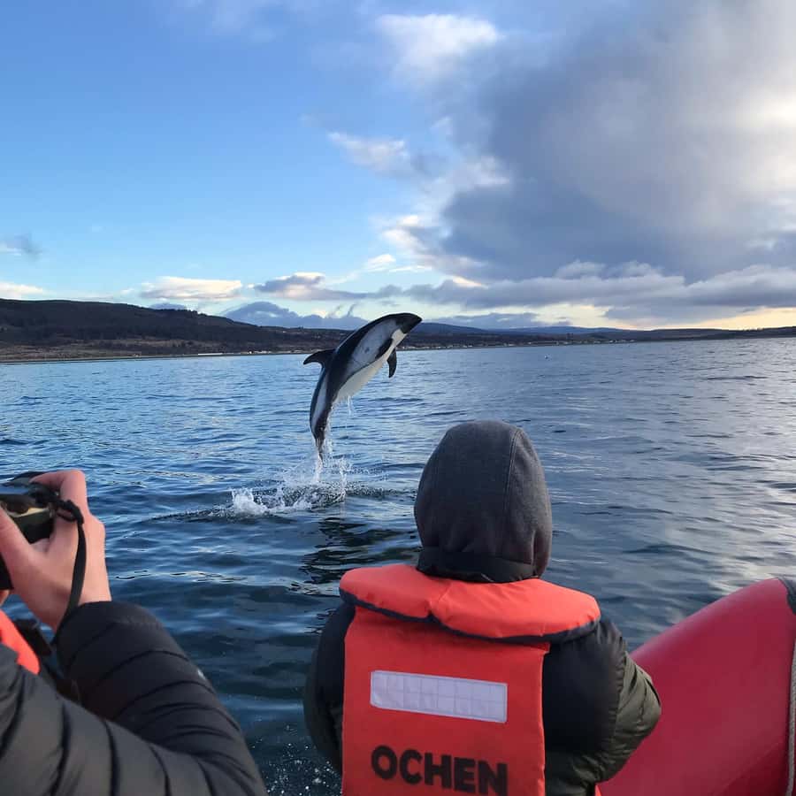 Punta Arenas: Dolphin & Wildlife Watching - From Punta Arenas to Agua Fresca Bay