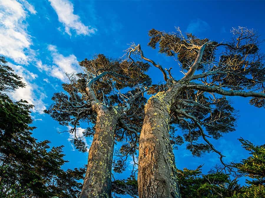 Punta Arenas: Fort Bulnes Historical Tour - Booking, cancellation, and pickup tips
