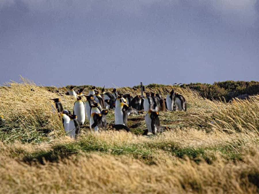 Punta Arenas: Full Day Tierra del Fuego & King Penguins - Why the King Penguins make the long day worthwhile