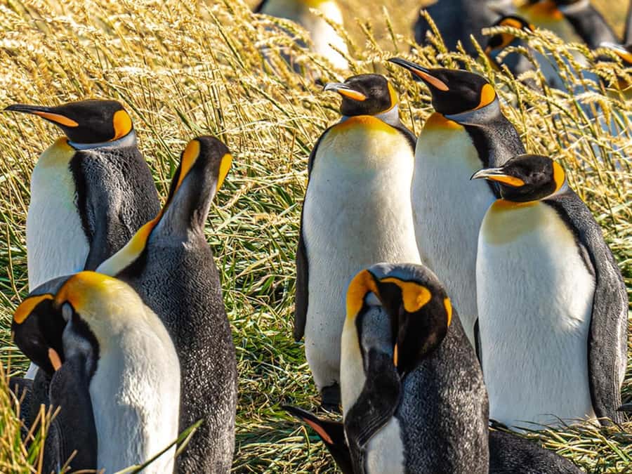 Punta Arenas: Full Day Tierra del Fuego & King Penguins - Porvenir, a small town with a working past