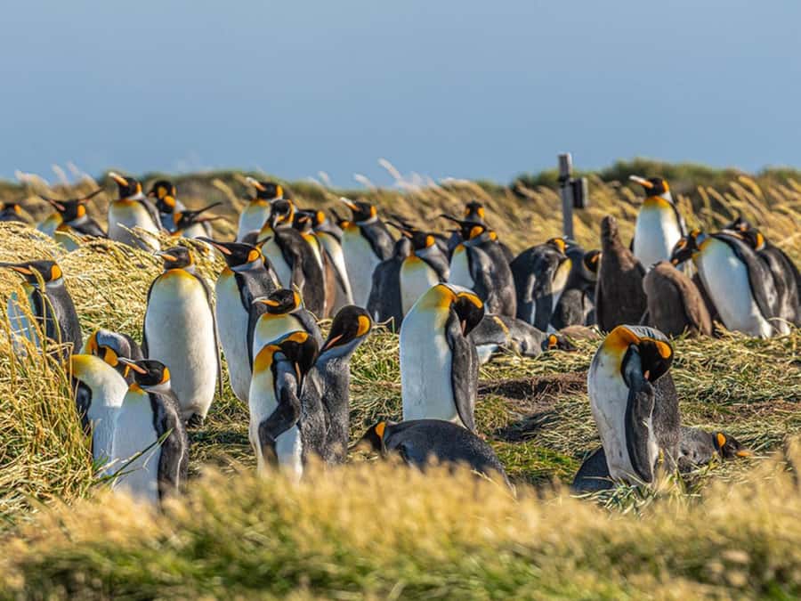 Punta Arenas: Full Day Tierra del Fuego & King Penguins - Cerro Sombrero and the return route