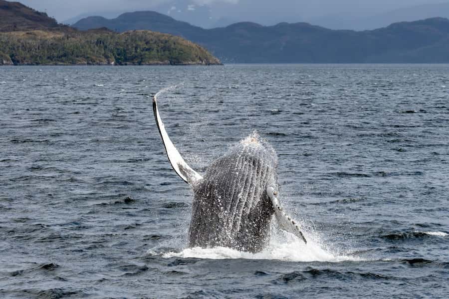Punta Arenas: Full-Day Whales, Penguins, and Glaciers Tour - Why this Punta Arenas day trip is unusual