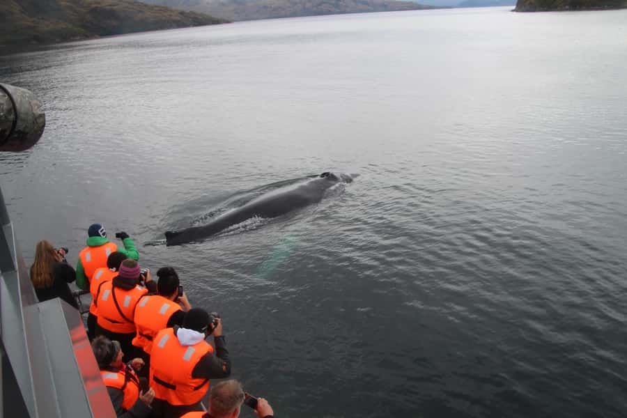 Punta Arenas: Full-Day Whales, Penguins, and Glaciers Tour - Cape Froward, the far southern turning point