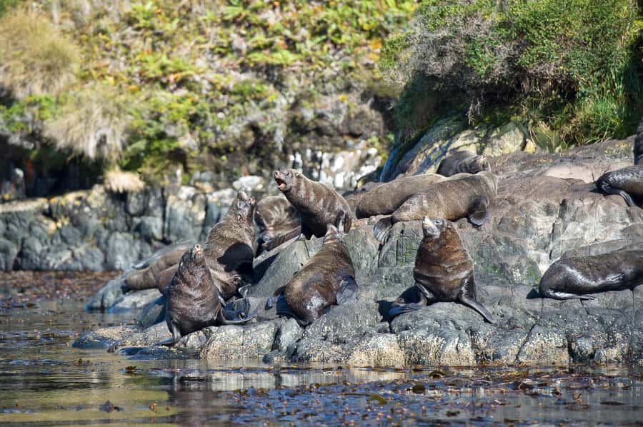 Punta Arenas: Full-Day Whales, Penguins, and Glaciers Tour - Glaciers, waterfalls, and glacier ice