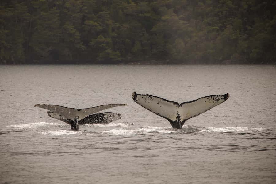 Punta Arenas: Full-Day Whales, Penguins, and Glaciers Tour - Penguins, sea lions, and birds along the route
