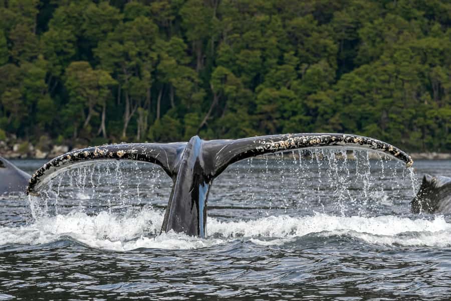 Punta Arenas: Full-Day Whales, Penguins, and Glaciers Tour - From José Nogueira Street to the southern shore