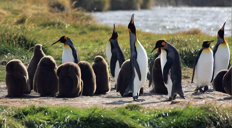 Punta Arenas: King Penguin Park and Tierra del Fuego Trip - Key points to know before booking