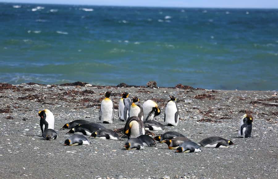 Punta Arenas: King Penguin Park and Tierra del Fuego Trip - An hour with the king penguins