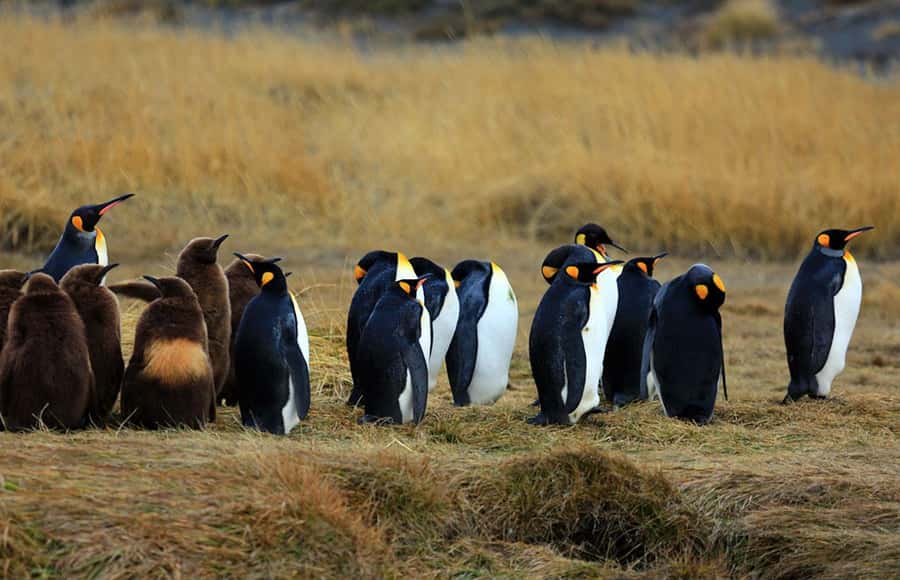 Punta Arenas: King Penguin Park and Tierra del Fuego Trip - Why the 14-hour length matters