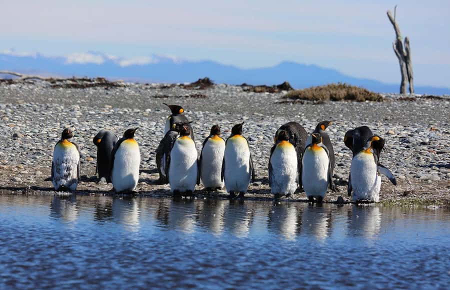 Punta Arenas: King Penguin Park and Tierra del Fuego Trip - Crossing the Magellan Strait from Punta Arenas