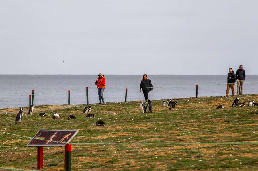 Punta Arenas: Magdalena Island Navigation & Penguin Walk - Why Magdalena Island is worth the boat ride