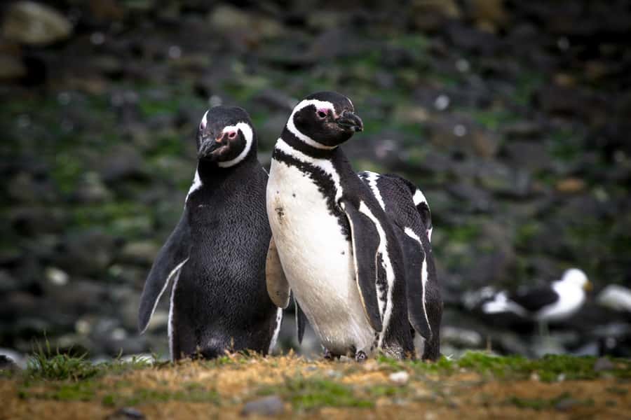 Punta Arenas: Magdalena Island Navigation & Penguin Walk - Reaching Los Pingüinos Natural Monument by boat