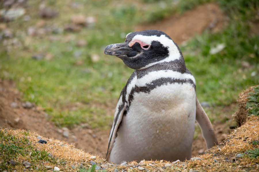 Punta Arenas: Magdalena Island Navigation & Penguin Walk - Walking among the Magellanic penguins