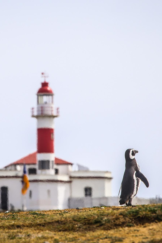 Punta Arenas: Magdalena Island Navigation & Penguin Walk - The other birds and plants on Magdalena Island