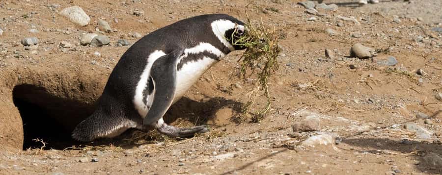Punta Arenas: Magdalena Island Navigation & Penguin Walk - Weather, clothing, and useful preparation