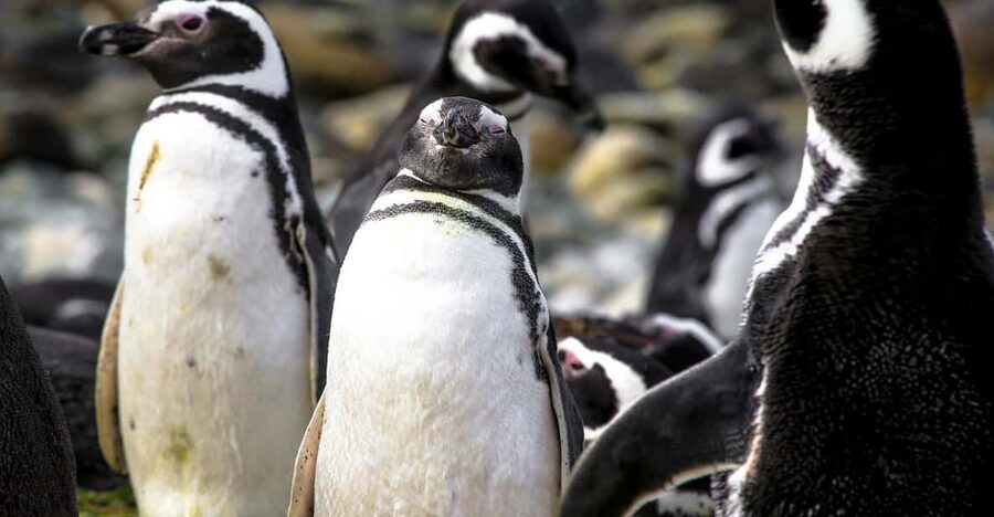 Punta Arenas: Magdalena Island Navigation & Penguin Walk - Should you book the Magdalena Island navigation?