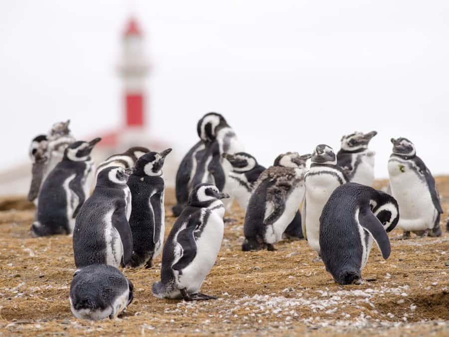 Punta Arenas: Walk with Penguins on Magdalena & Marta Island - Key points to know before booking