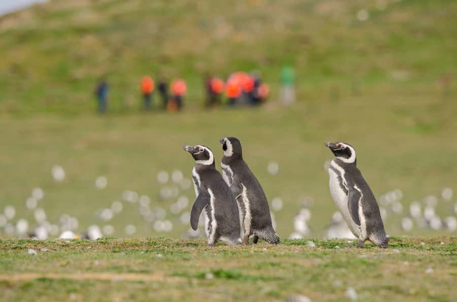 Punta Arenas: Walk with Penguins on Magdalena & Marta Island - Why Magdalena Island is the main event