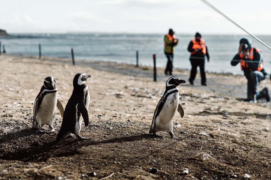 Punta Arenas: Walk with Penguins on Magdalena & Marta Island - The Strait of Magellan crossing