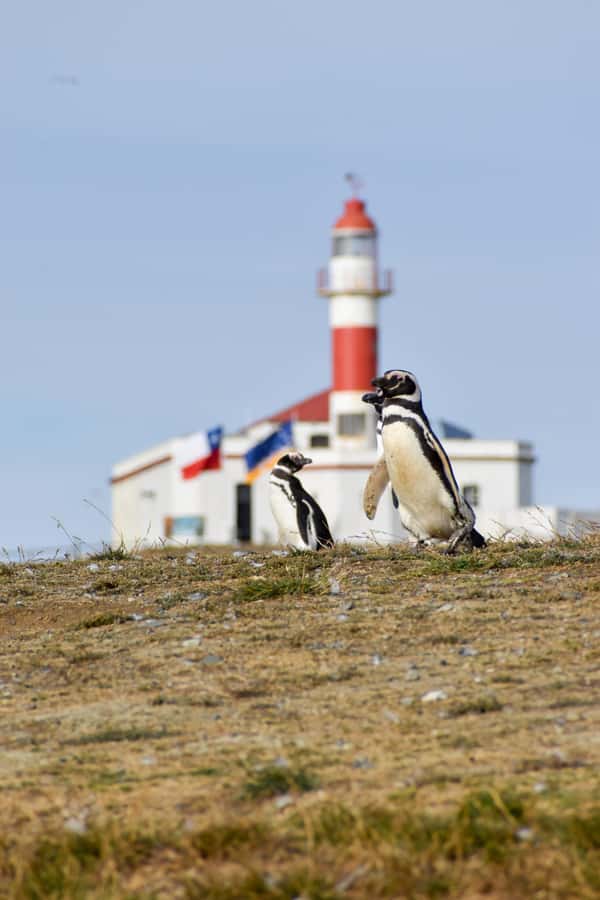 Punta Arenas: Walk with Penguins on Magdalena & Marta Island - Watching the sea lions at Marta Island