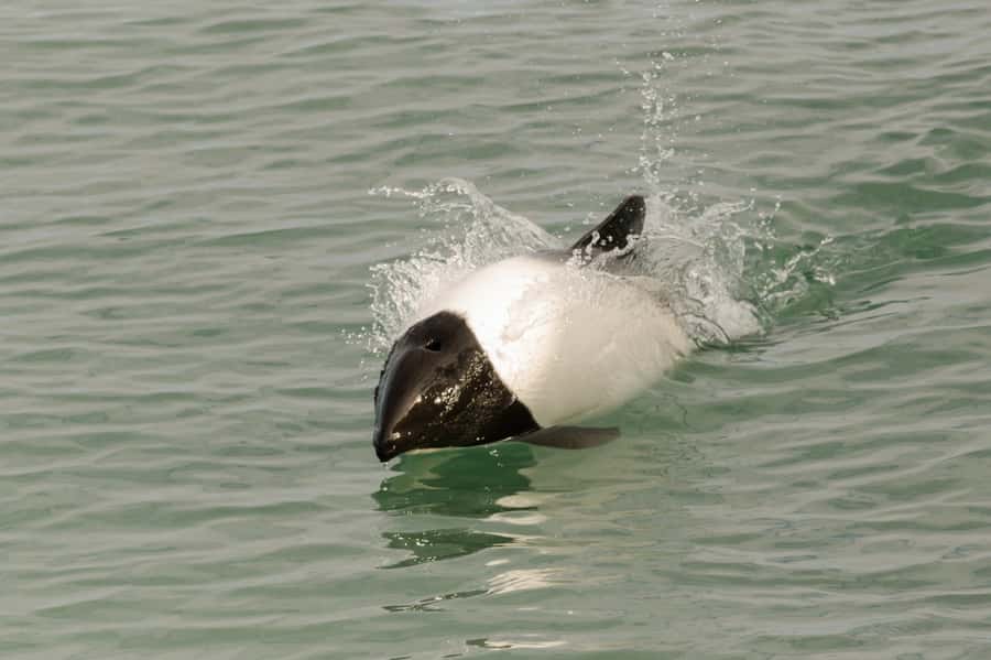 Punta Arenas: Walk with Penguins on Magdalena & Marta Island - What the five-hour schedule feels like