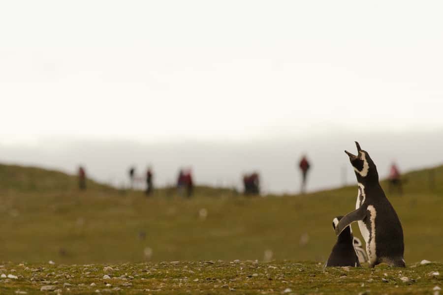 Punta Arenas: Walk with Penguins on Magdalena & Marta Island - Price and what the $150 covers