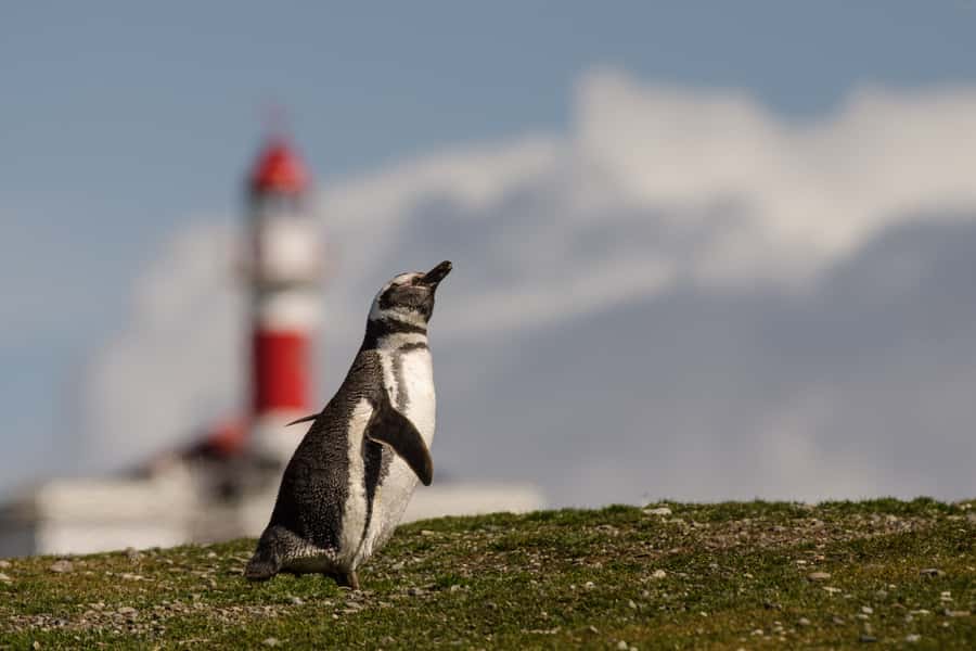 Punta Arenas: Walk with Penguins on Magdalena & Marta Island - What to wear for Patagonia’s wind
