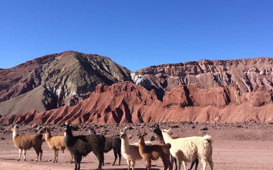 Rainbow Valley Tour + Petroglyphs (Yerbas Buenas) - Walking through the mineral colors