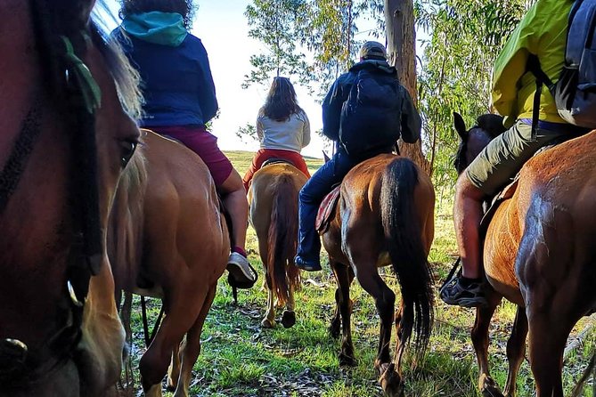 Ride to the highest point on the island for sunset - Through the eucalyptus forest