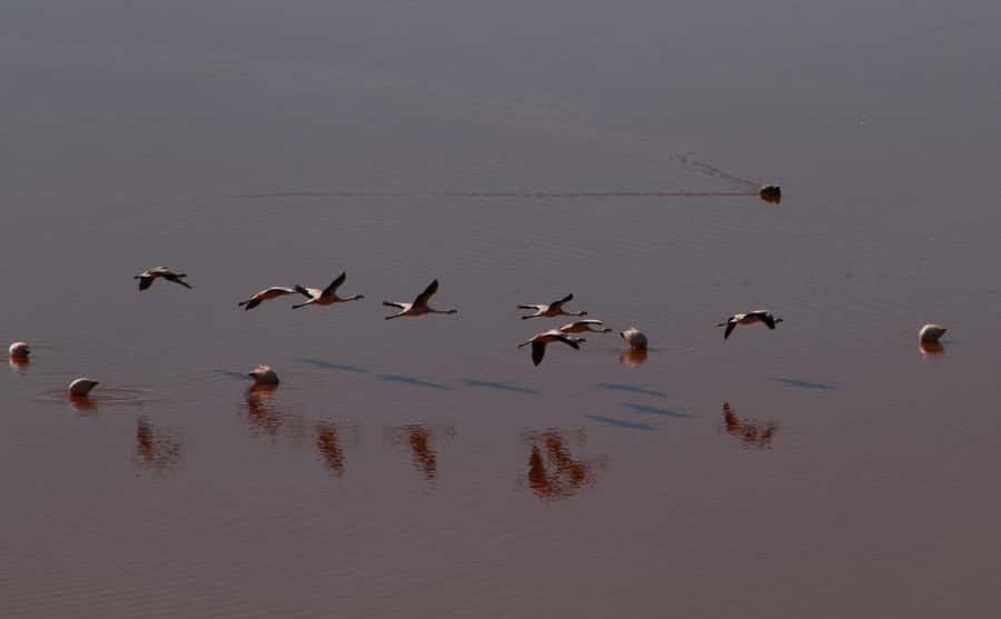 Roundtrip to the Uyuni Salt Flat and the Colored Lagoons - Why the Uyuni route is worth four days
