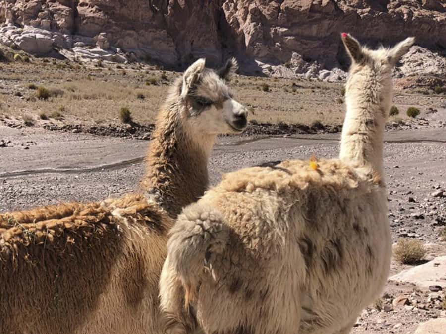 Roundtrip to the Uyuni Salt Flat and the Colored Lagoons - Incahuasi Island and the great white salt flat