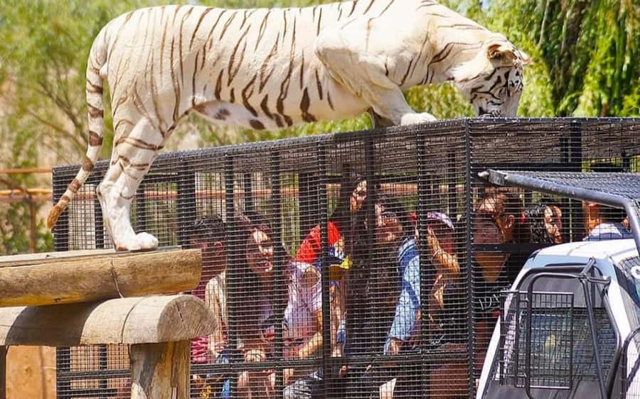 SAFARI PARK-TOUR RANCAGUA : CHILE - What the Rancagua safari really is