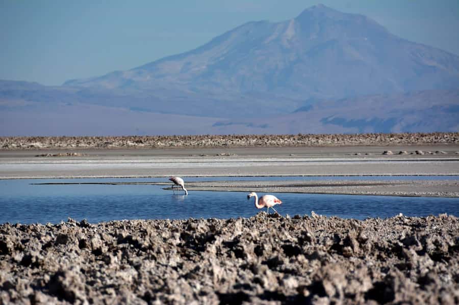 Salar de Atacama and altiplanic lagoons - Why this morning reaches far beyond San Pedro